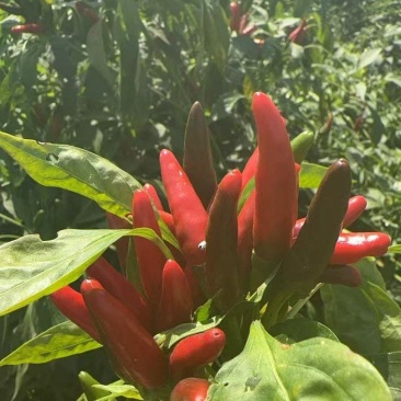 朝天椒带颗售卖，对接采购基地河北邢台种植大户货源稳定