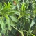 朝天椒带颗售卖，对接采购基地河北邢台种植大户货源稳定