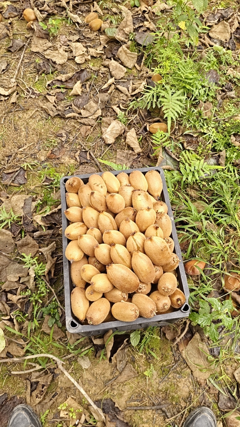 湖南绿心猕猴桃新鲜上市价格美丽质量好走货快清甜可口热卖中