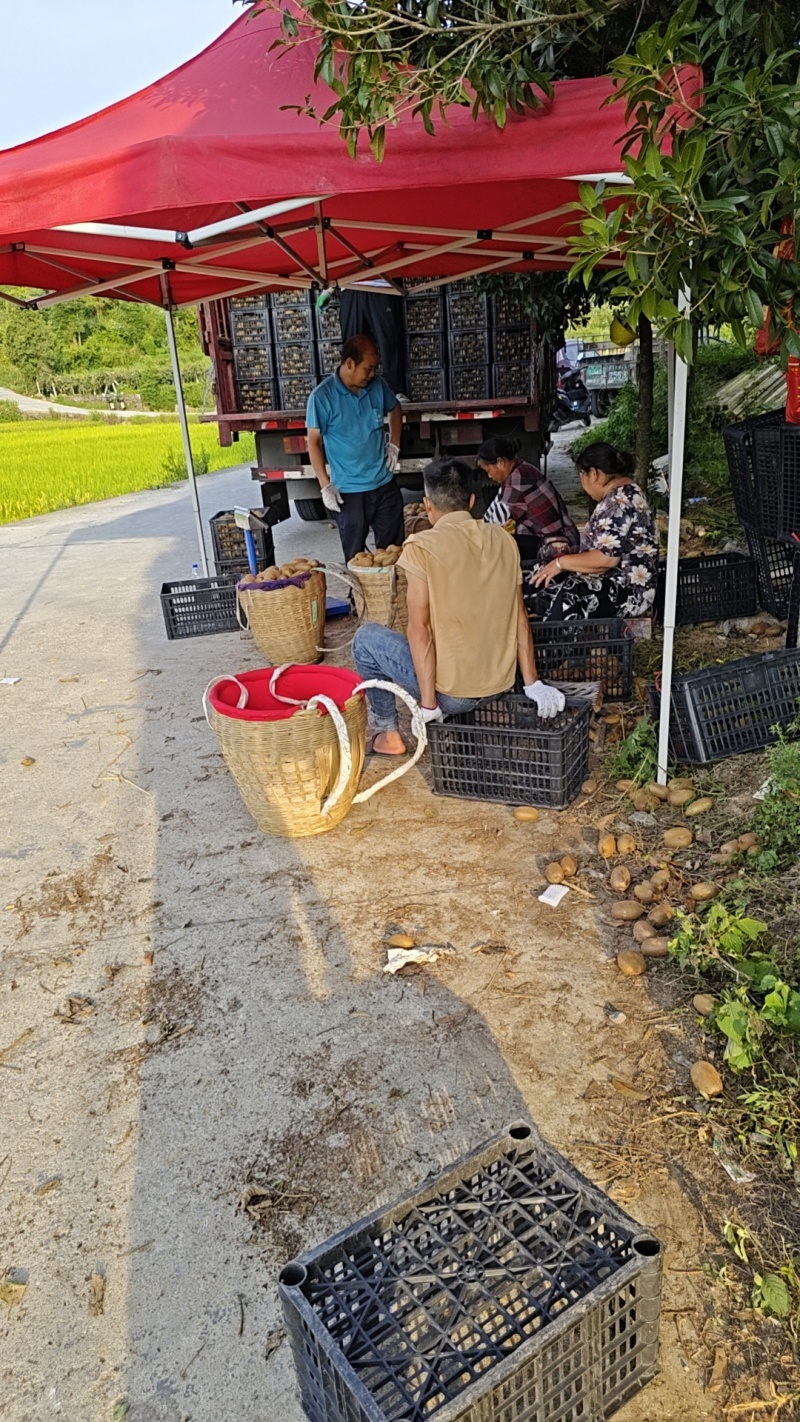 湖南绿心猕猴桃新鲜上市价格美丽质量好走货快清甜可口热卖中