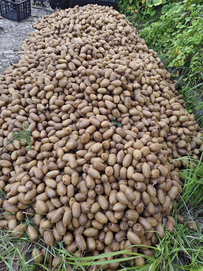 湖南绿心猕猴桃新鲜上市价格美丽质量好走货快清甜可口热卖中