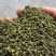 藤椒、花椒重庆青花椒大量上市，全国发货，开口率90%