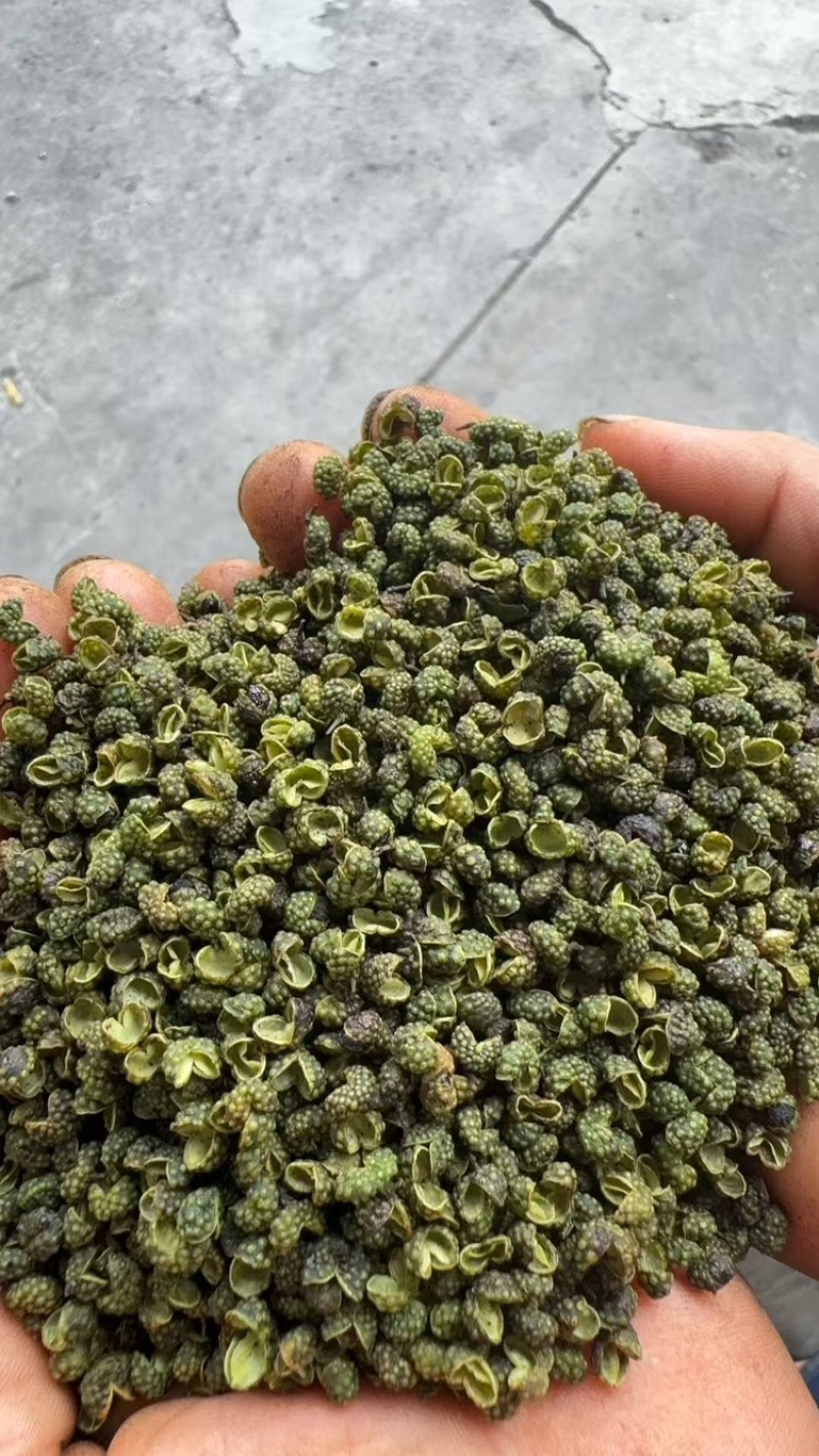 藤椒、花椒重庆青花椒大量上市，全国发货，开口率90%