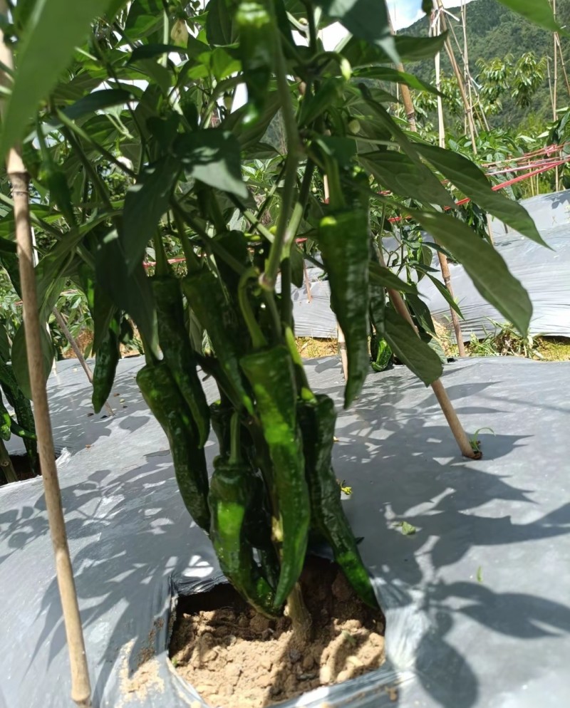 有大量青椒