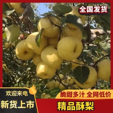 宁陵翠冠梨，酥脆一号，酥梨产地直销，量大从优，