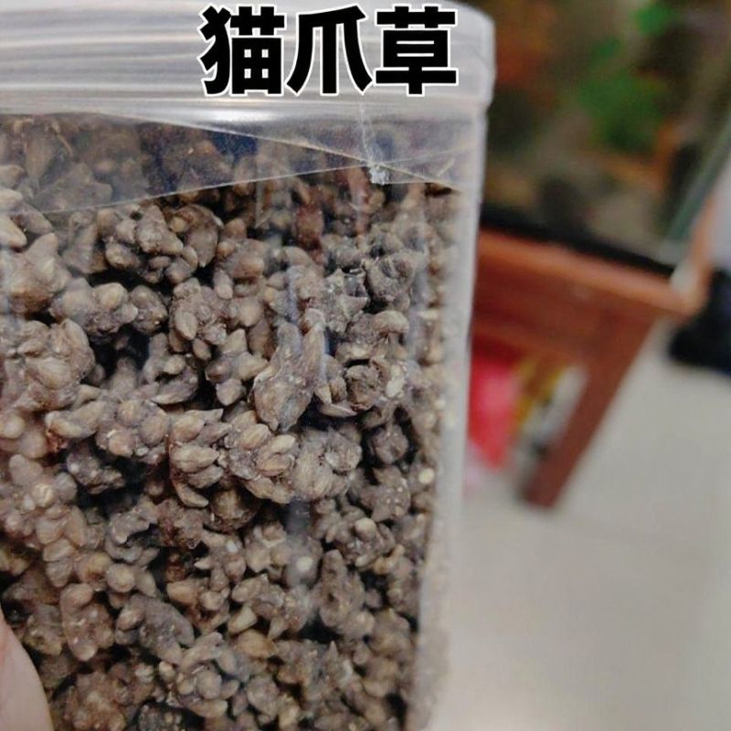 猫爪草正宗正品新鲜无硫猫抓草中药材合作共赢