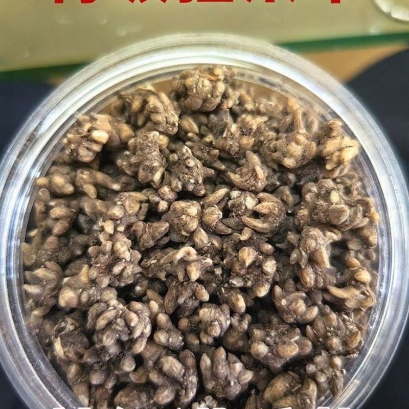 猫爪草正宗正品新鲜无硫猫抓草中药材合作共赢