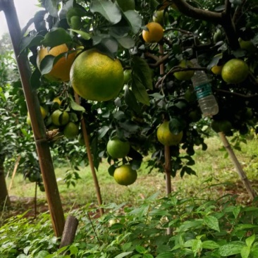 我卖爱媛果冻橙，耙耙柑