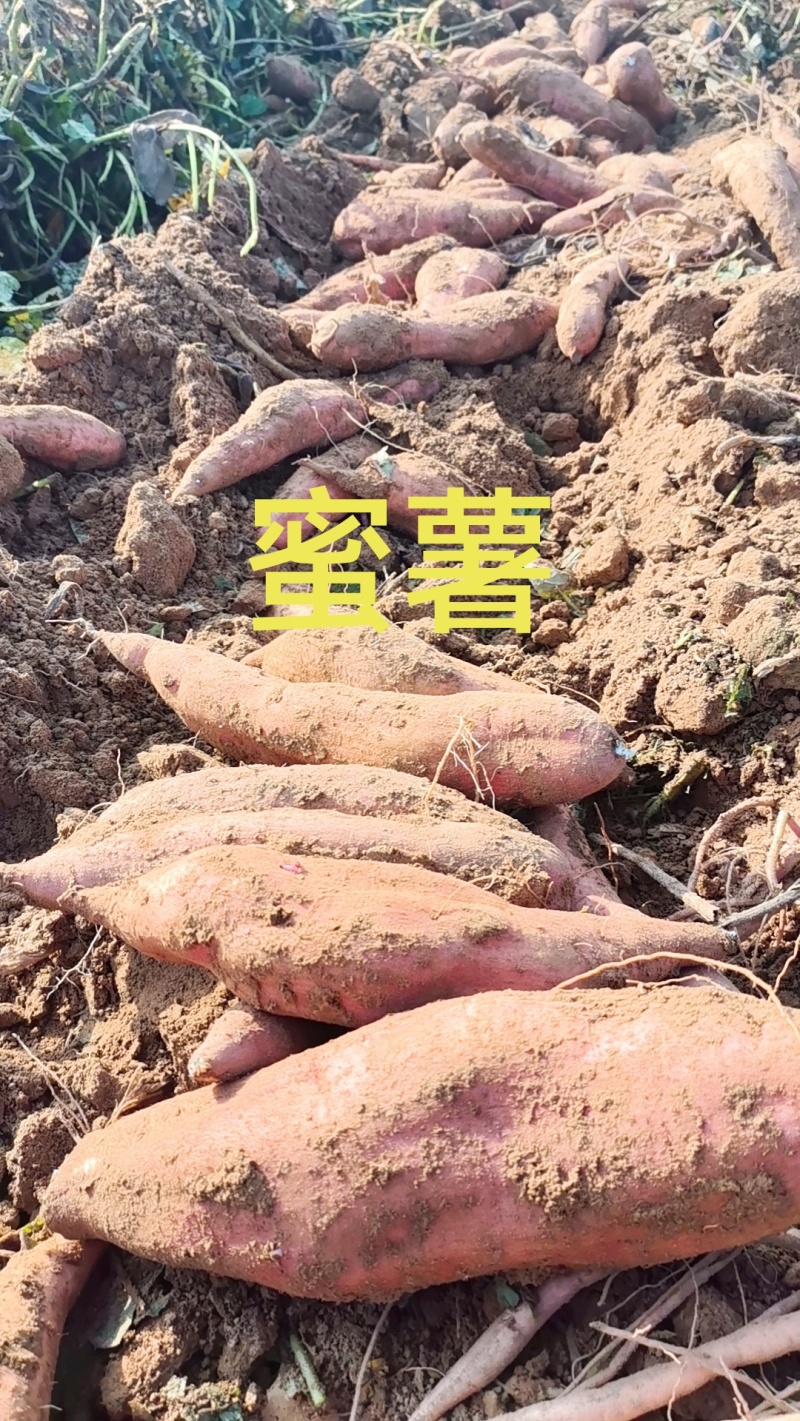 哈蜜红䓊大量现货薯型长皮毛亮沙地并有专业团队为你护航！