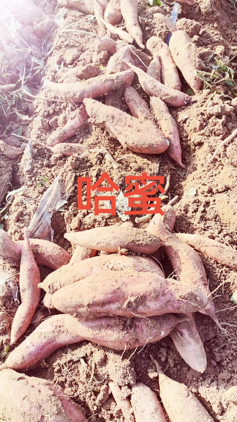 哈蜜红䓊大量现货薯型长皮毛亮沙地并有专业团队为你护航！
