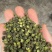 花椒青花椒，重庆青花椒，90开口，大量上市，可视频看货