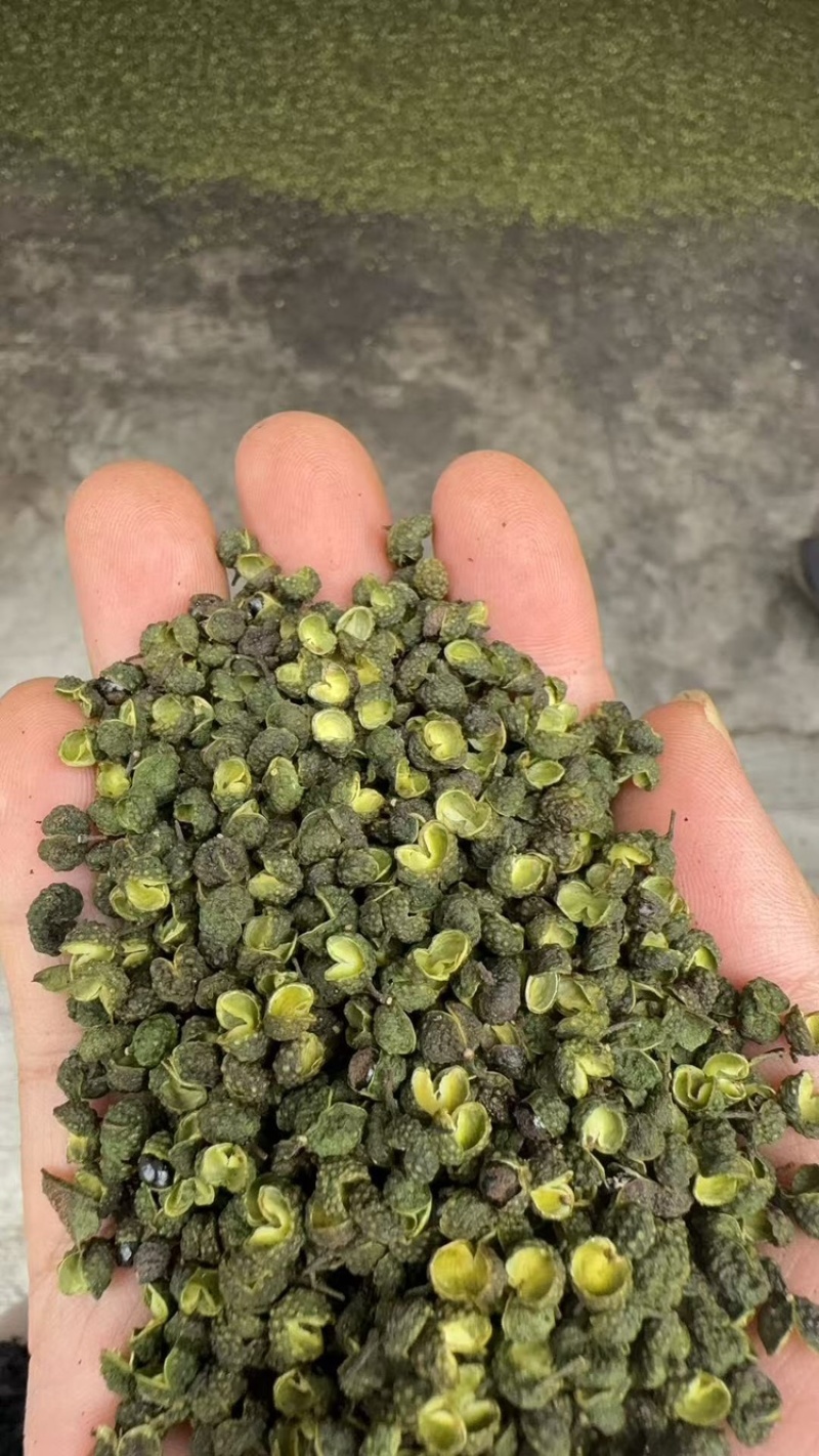 花椒青花椒，重庆青花椒，90开口，大量上市，可视频看货