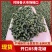 青花椒重庆花椒大量上市，品质无忧，可视频看货，欢迎下单