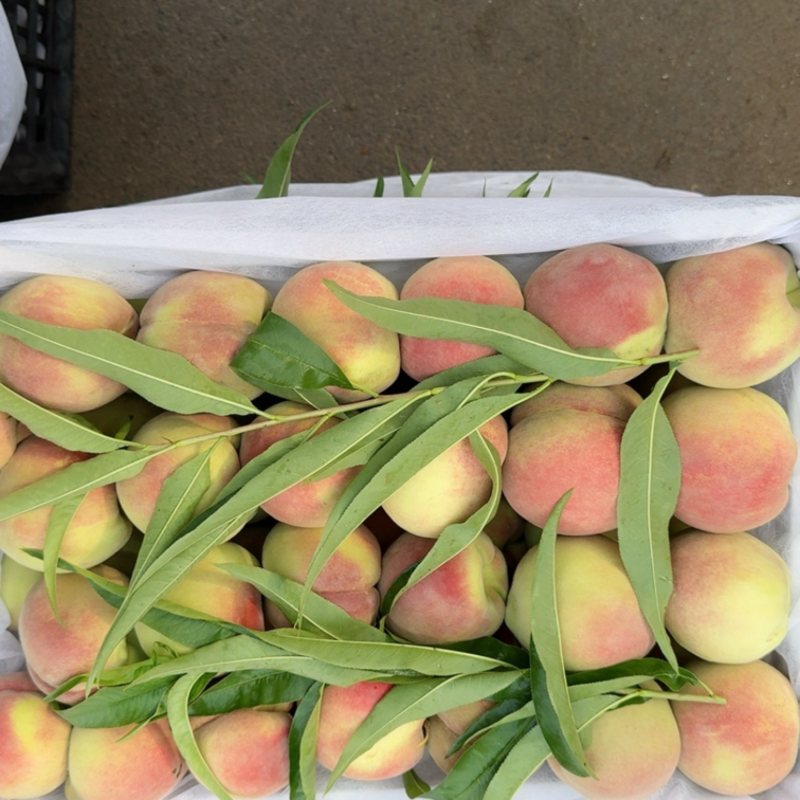 冰糖蜜桃🍑新鲜上市