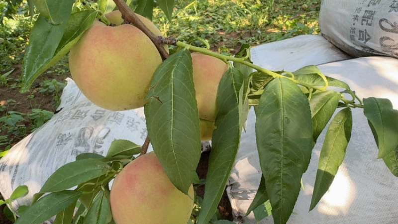 冰糖蜜桃🍑新鲜上市