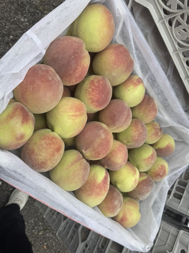 冰糖蜜桃🍑新鲜上市