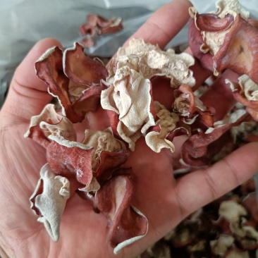 贵妃木耳贵妃粉耳单片无根粉木耳自产自销，长期稳定现货供应