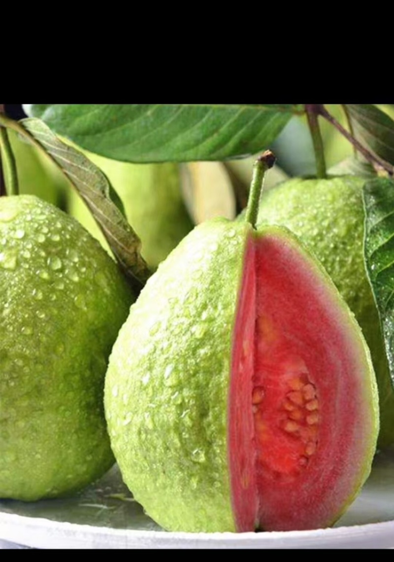 精品芭乐