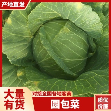 圆包菜，开封通许产地直发，绿甘蓝绿包菜洋白菜量大从优