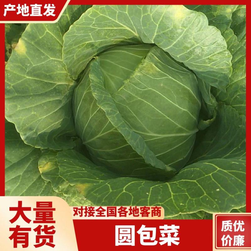 圆包菜，开封通许产地直发，绿甘蓝绿包菜洋白菜量大从优