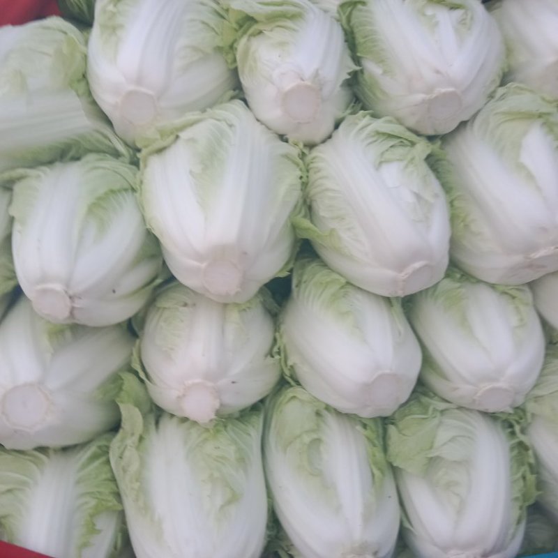 夏阳白菜，翠嫩无丝道，可生吃，伴菜下饭，美味佳肴