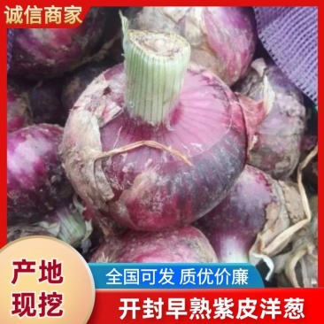 紫皮洋葱优选洋葱河南开封通许县万亩蔬菜基地