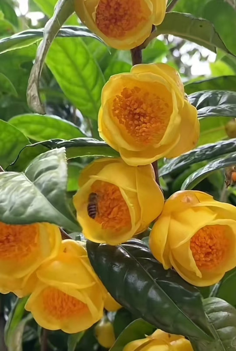 金花茶金茶花养生茶颜色金黄朵型漂亮半开全开骨朵规格全泡水