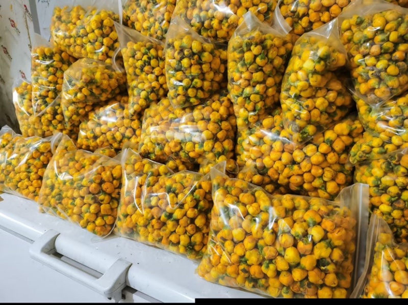 金花茶金茶花养生茶颜色金黄朵型漂亮半开全开骨朵规格全泡水