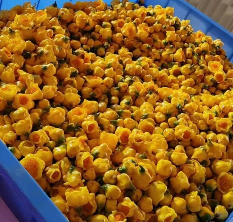 金花茶金茶花养生茶颜色金黄朵型漂亮半开全开骨朵规格全泡水