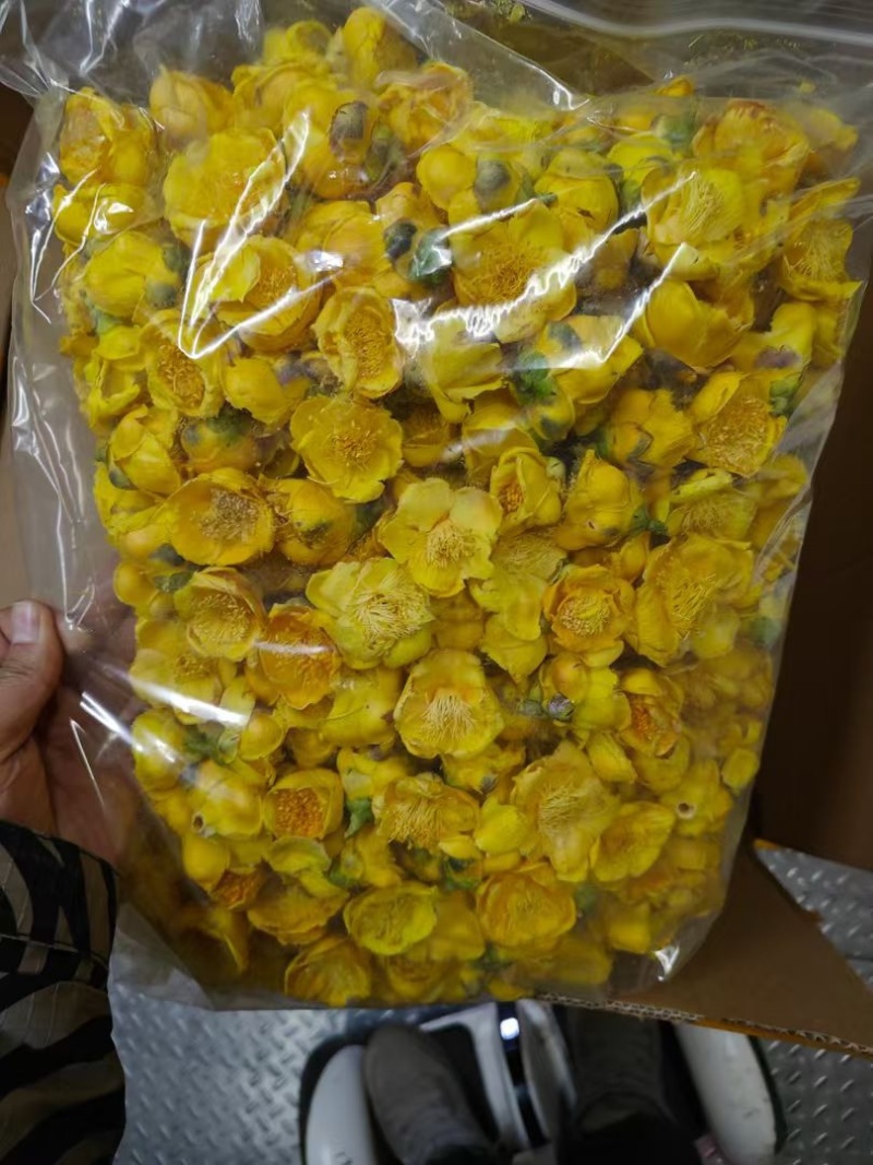 金花茶金茶花养生茶颜色金黄朵型漂亮半开全开骨朵规格全泡水