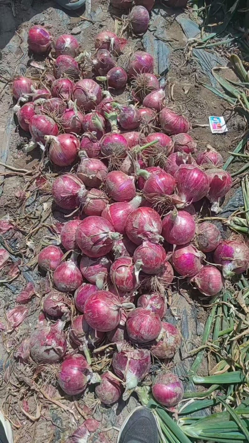 紫皮洋葱优选洋葱河南开封通许县万亩蔬菜基地
