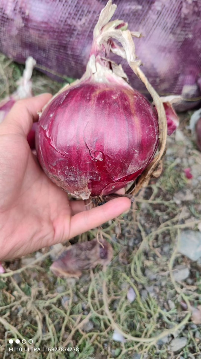 紫皮洋葱优选洋葱河南开封通许县万亩蔬菜基地