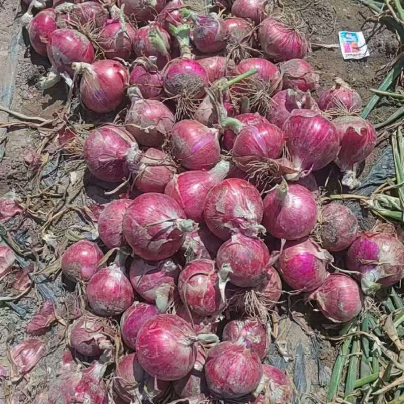 紫皮洋葱优选洋葱河南开封通许县万亩蔬菜基地