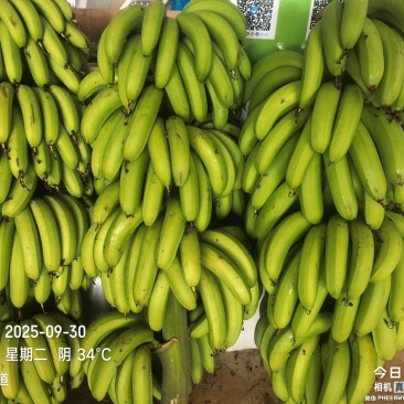 高州粉蕉,香蕉产地直供,专业代收购,代发货!