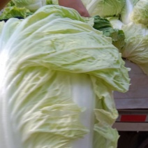 夏阳白菜，翠嫩无丝道，可生吃，伴菜下饭，美味佳肴