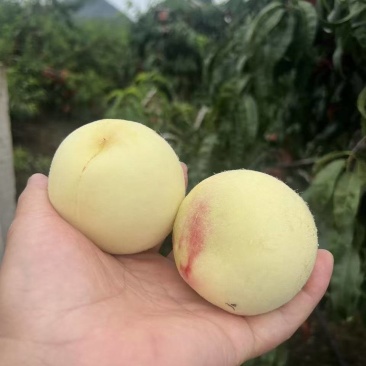 【推荐】江苏蜜桃大量接单产地直发量大从优欢迎来电
