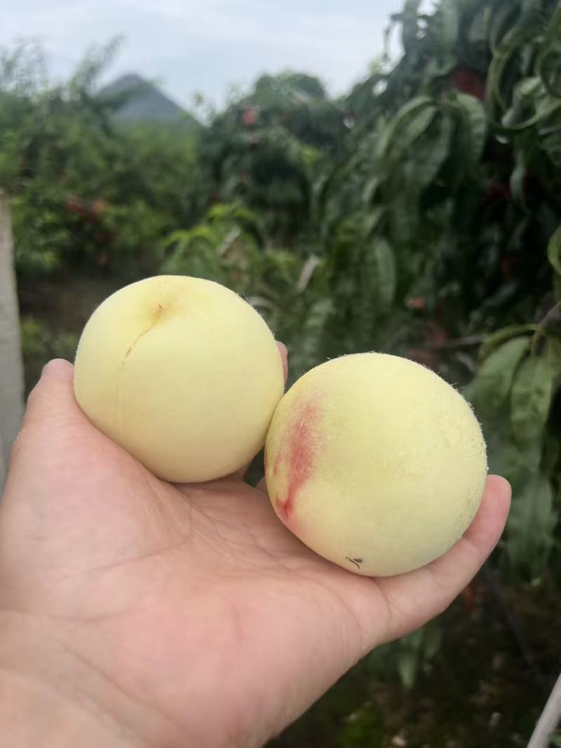 【推荐】江苏蜜桃大量接单产地直发量大从优欢迎来电