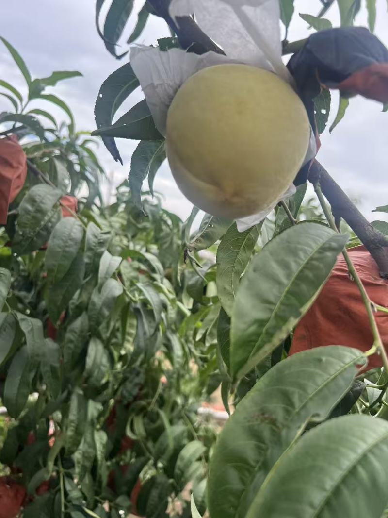 【推荐】江苏蜜桃大量接单产地直发量大从优欢迎来电