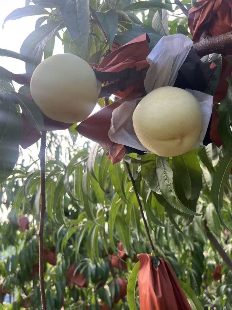 【推荐】江苏蜜桃大量接单产地直发量大从优欢迎来电