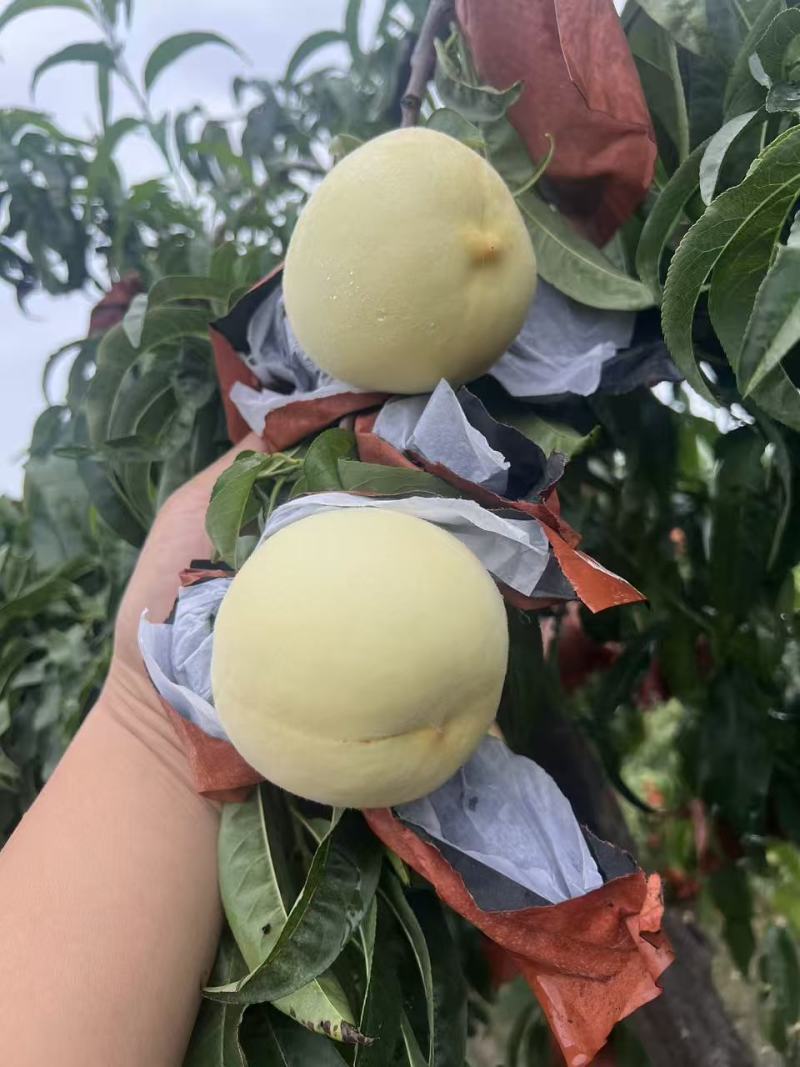 【推荐】江苏蜜桃大量接单产地直发量大从优欢迎来电