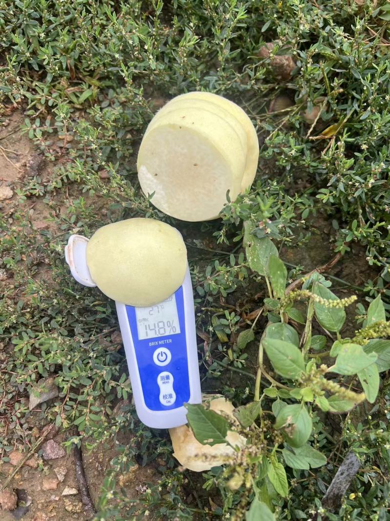 【推荐】江苏蜜桃大量接单产地直发量大从优欢迎来电