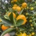 新余蜜桔外贸出口，越南货，本地早越南果，代办代发