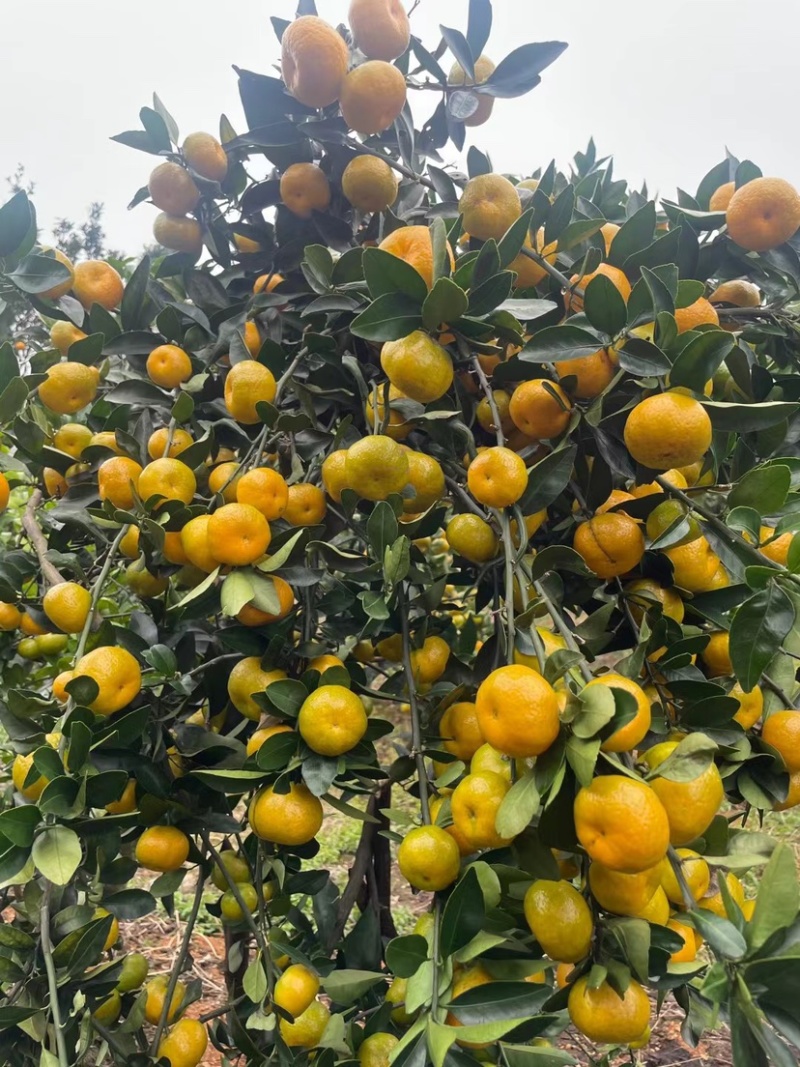 新余蜜桔外贸出口，越南货，本地早越南果，代办代发