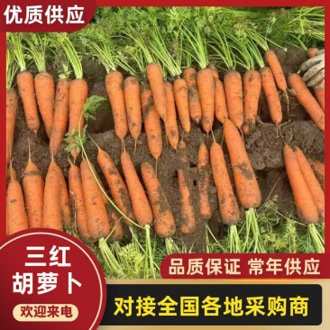 三红胡萝卜水洗胡萝卜新货产地直销欢迎订购