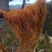 西藏雪域红雪茶野生红雪茶无硫金丝雪茶鹿心红雪茶养生茶批发