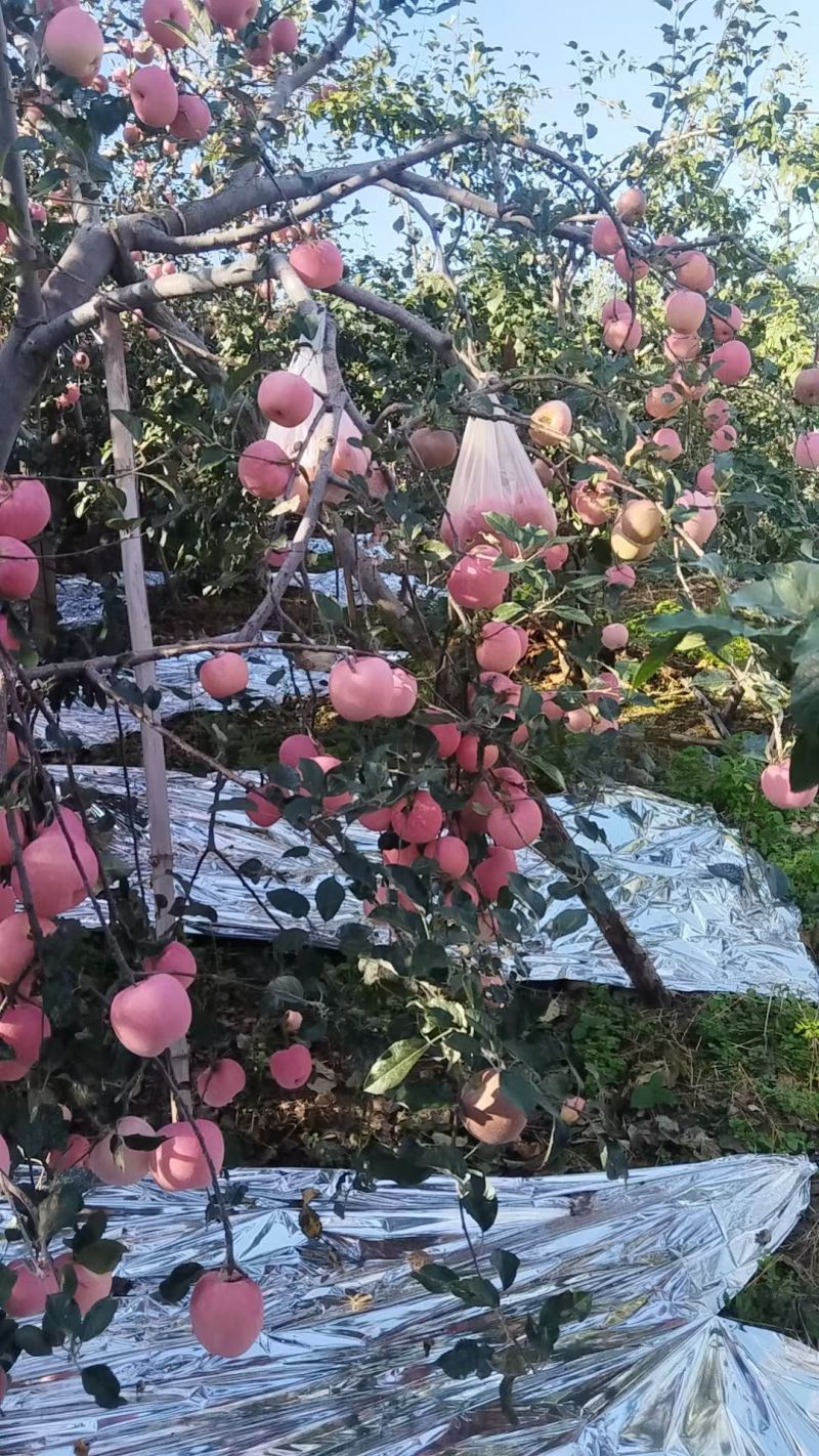 四川糖心苹果