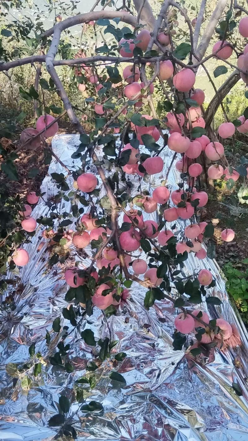 四川糖心苹果