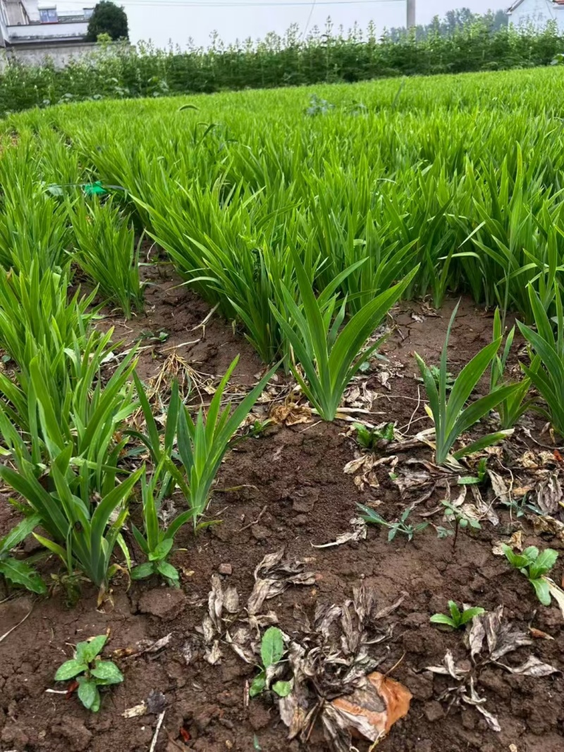 2年射干苗现货现货现货现货射干苗