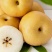 热销秋月梨对接大宗批发产地一手货源自家种植基地质优价廉