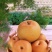 热销秋月梨对接大宗批发产地一手货源自家种植基地质优价廉